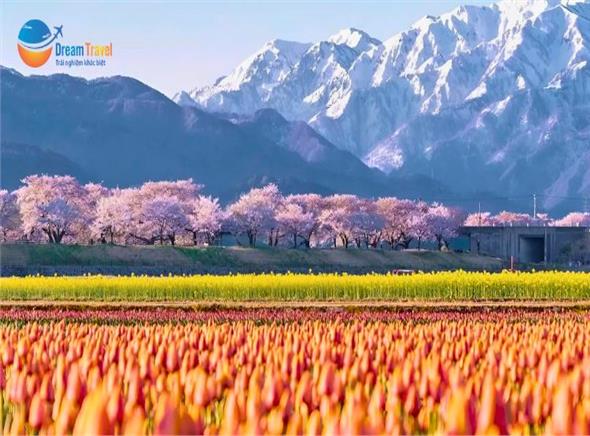 Tour Nhật Bản Cung Đường Romantic Mùa Hoa Anh Đào 2026